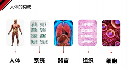 慢性病预防,肽营养补充,龙王肽,一联康