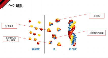 慢性病预防,肽营养补充,龙王肽,一联康